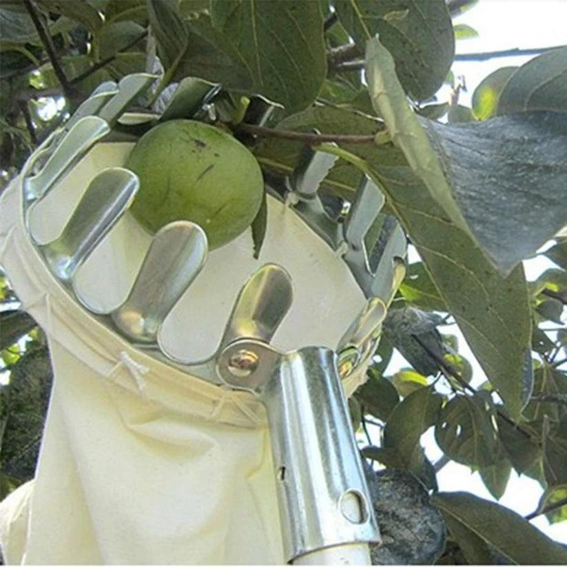 Fruit picker - Image 4