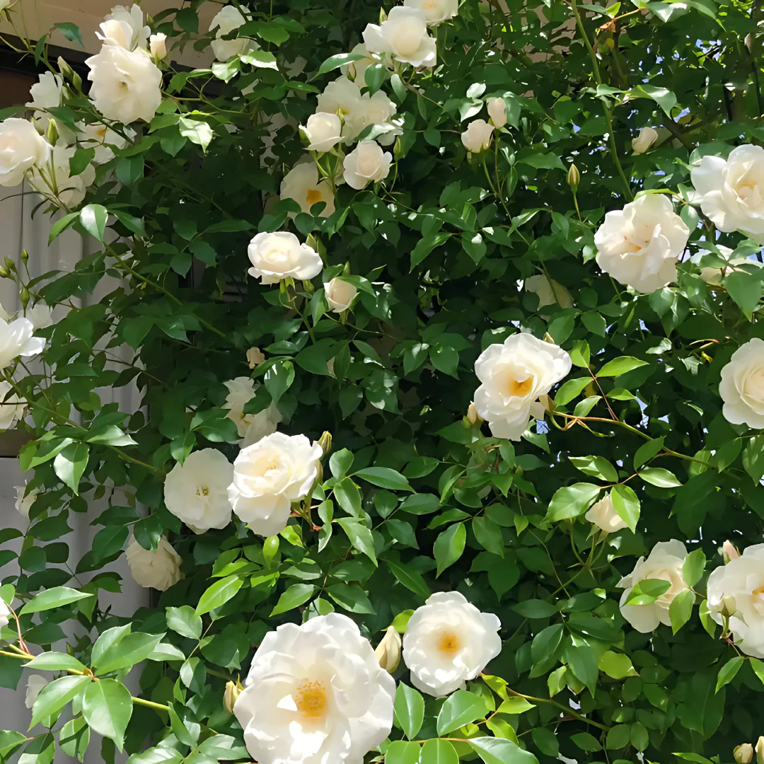 Elegant Climbing Rose Flower Seeds - Image 4