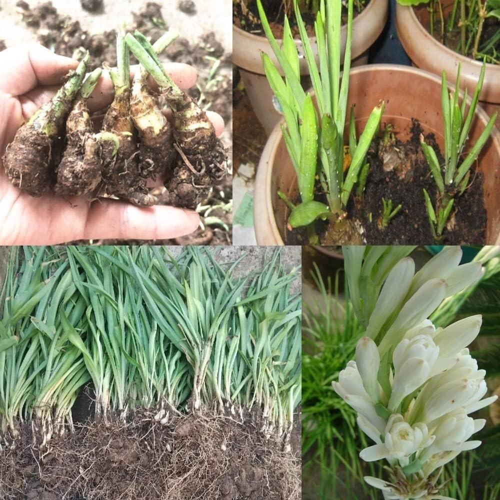 Rajnigandha Double Patel Tuberose Bulbs (Pack of 2) - Image 4