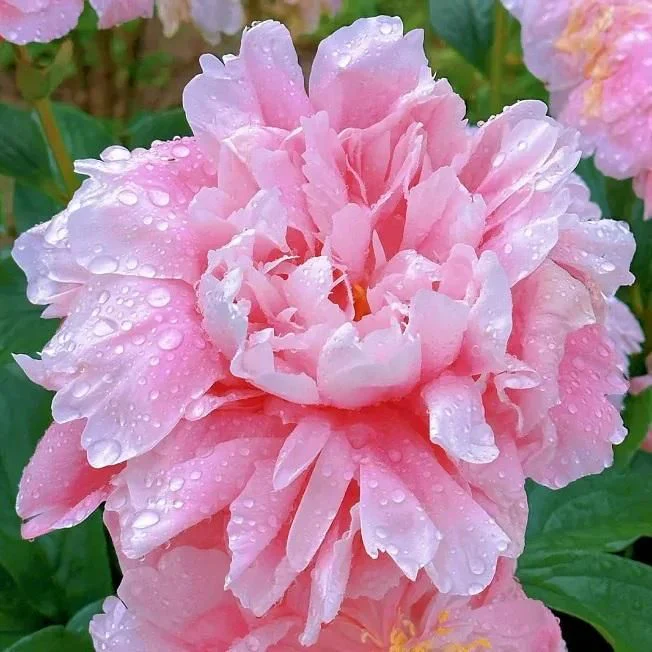 The Queen of Flowers (Pack of 20) - Image 3