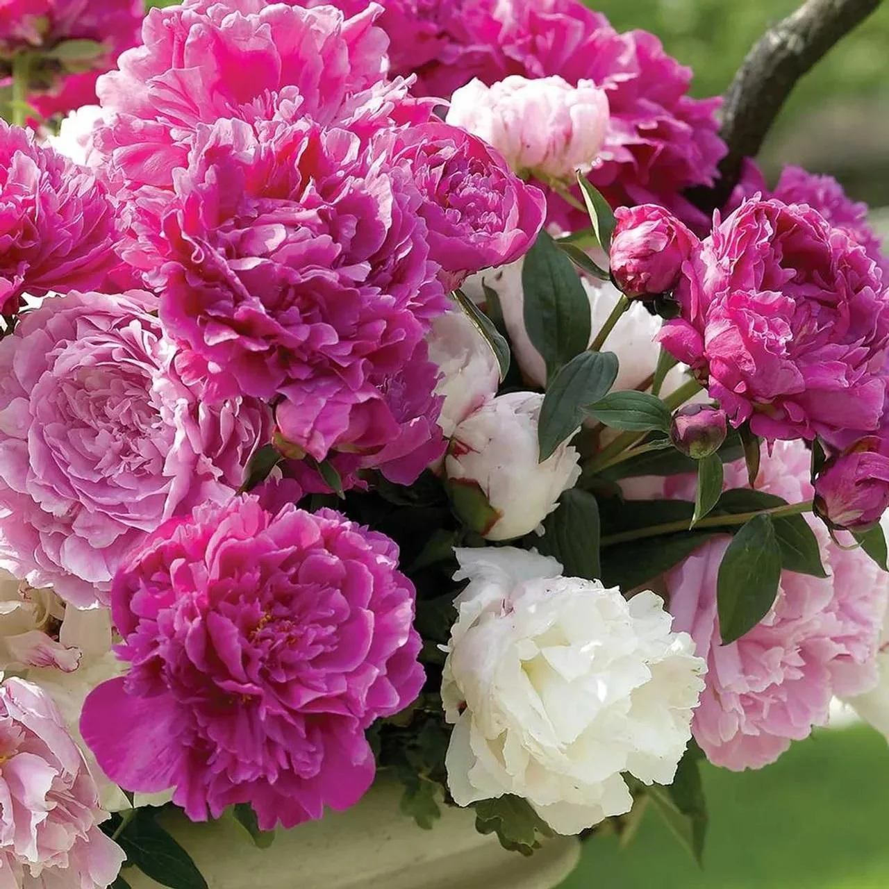 The Queen of Flowers (Pack of 20) - Image 6